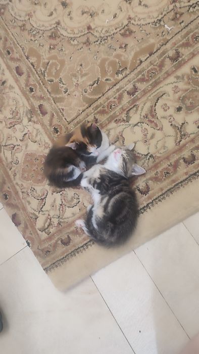Катята домашние добрые руки