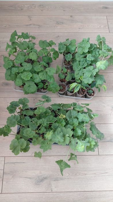 Продам черенки пеларгонии