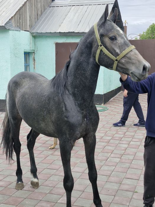 Продам молодова жеребца