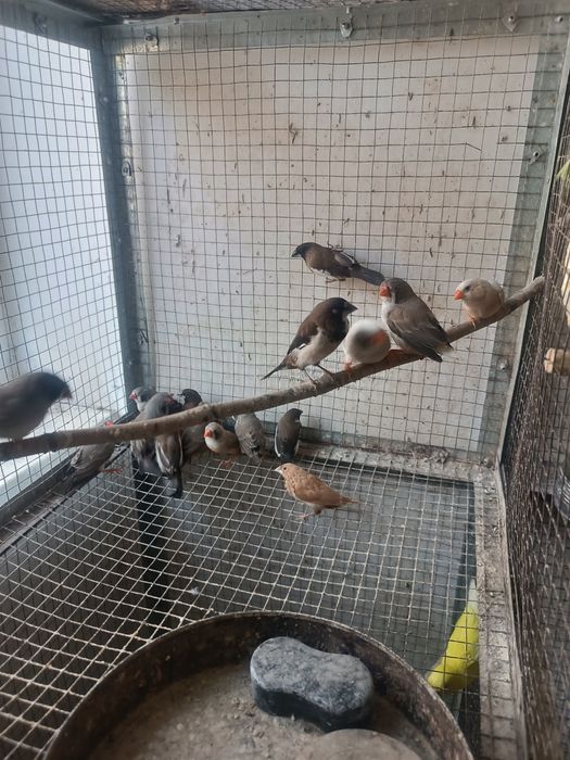 Продаются разные амадины