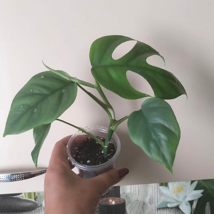 Монстеры не дорого