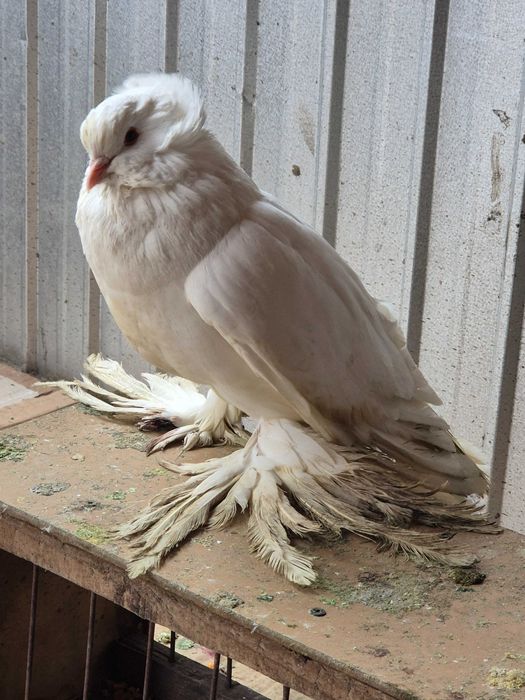 Mascul urias maghiar