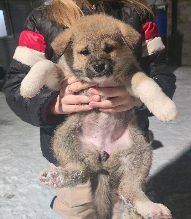 Щенки в добрые руки