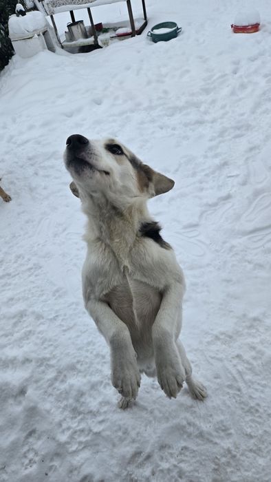 Donez Cățel spre adopție