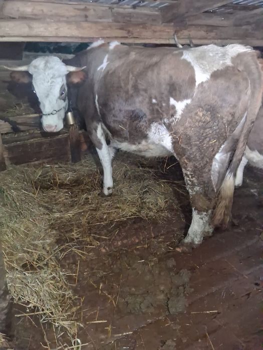 Vând vaci gestante la alegere