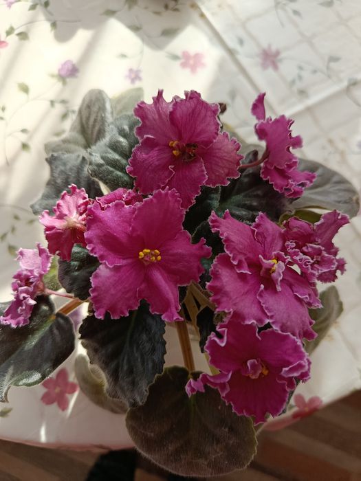 Растение -фиалка