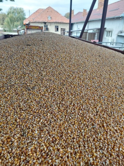 Vand porumb recolta 2025