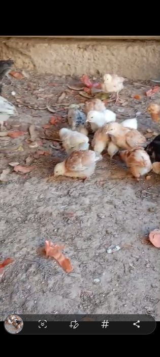 Балапан сатылады.