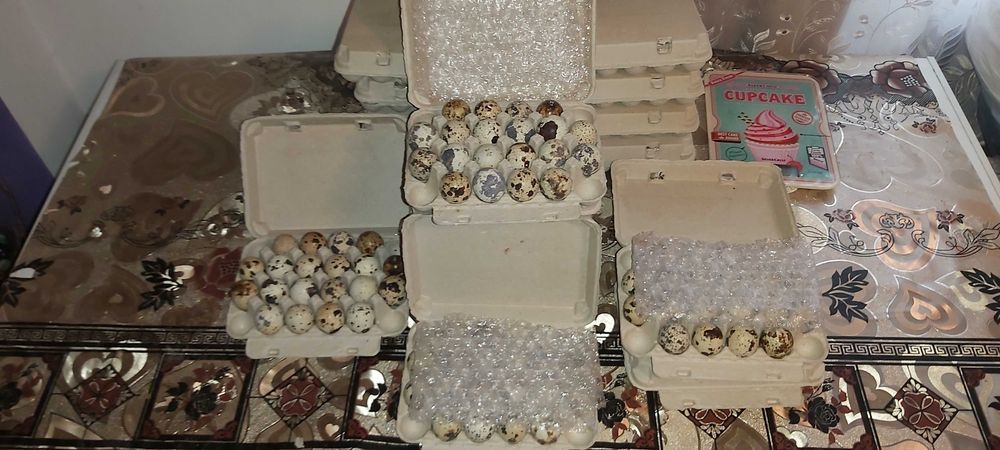 Oua de prepeliță pentru incubat rasa Japoneza Mare