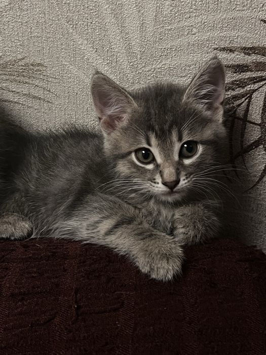 Отдам Дымчатых котят
