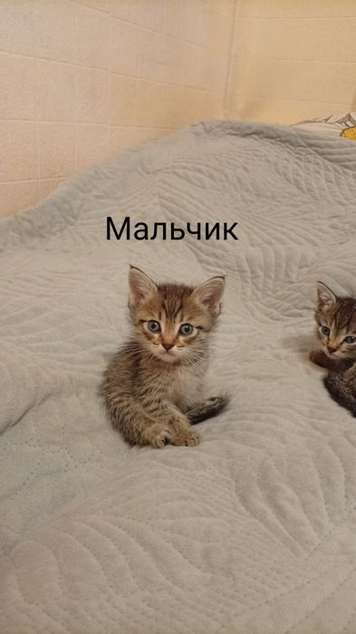 Отдам котят разных