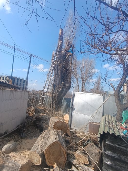 Спил деревьев,Ағаш кесеміз