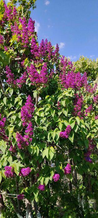 Сирень под срез город Актау