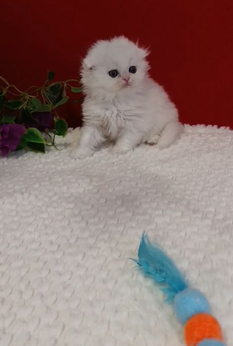 British chinchilla de la crescător -felisa