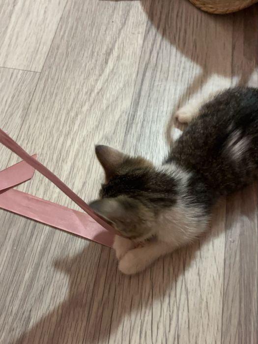Котенок в добрые руки