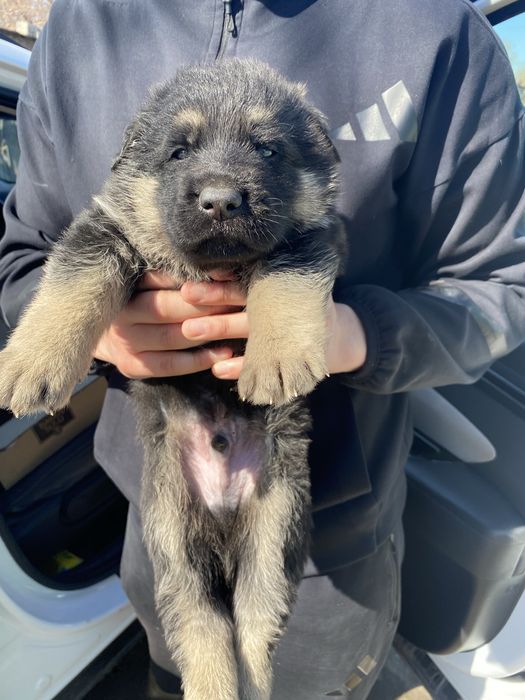 Восточно Европейская Овчарка