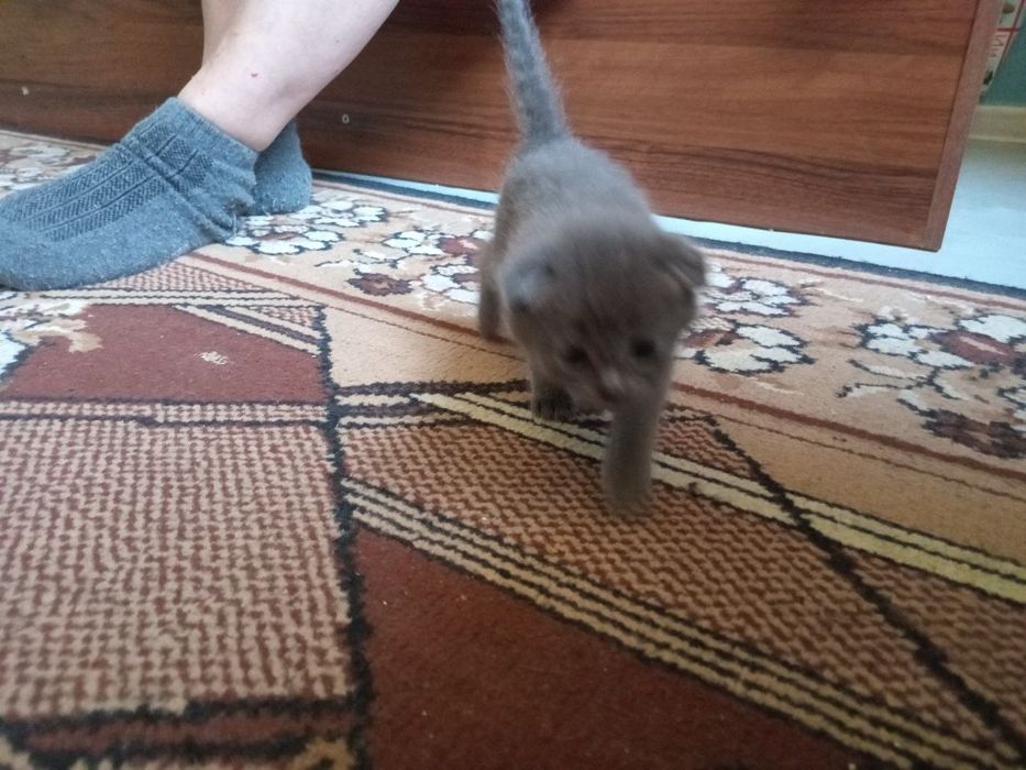Продаю котят шатланских фолды