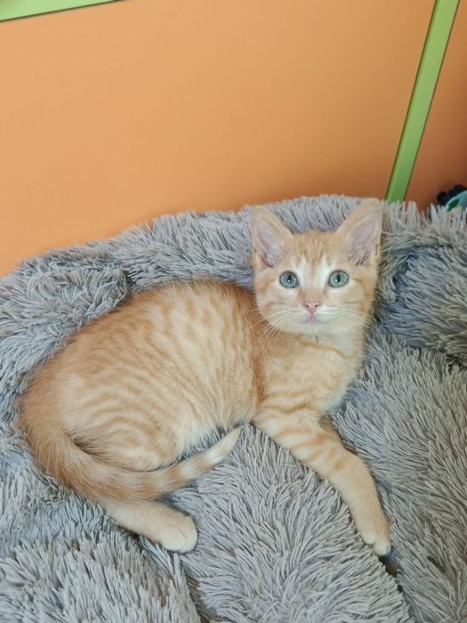 Котёнок в добрые ручки