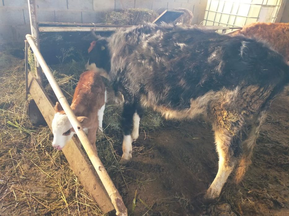 Бұзаулы сиыр 2 құнажын