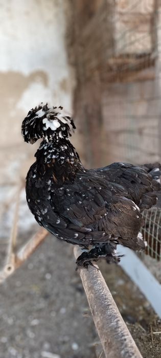 Продаются суточные циплята породы Джерси