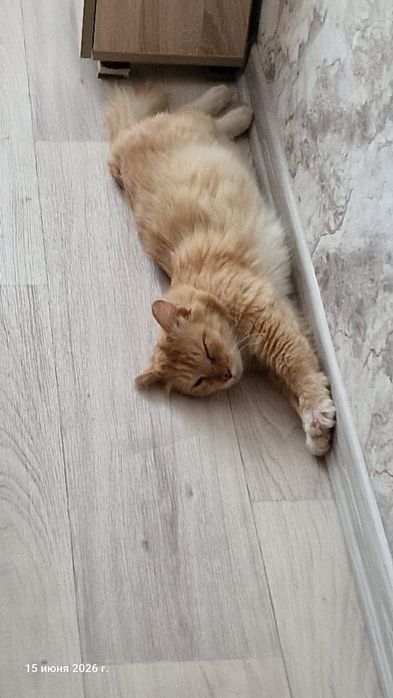 Рыжий котик ищет дом!