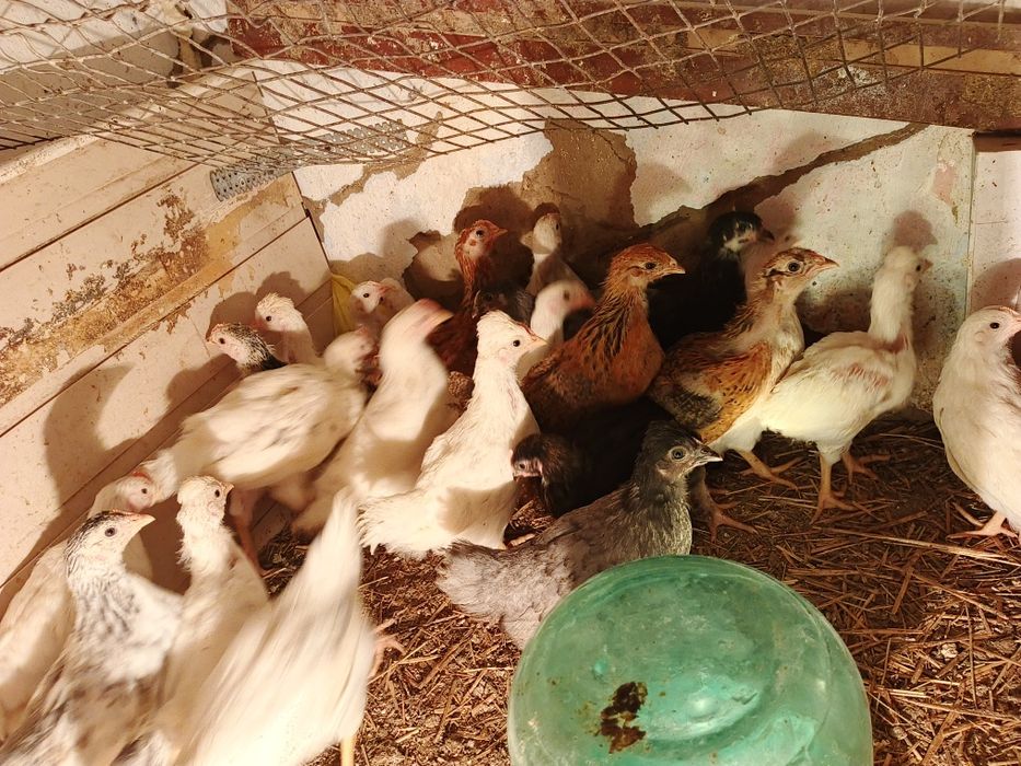 Продам подрощенных цыплят