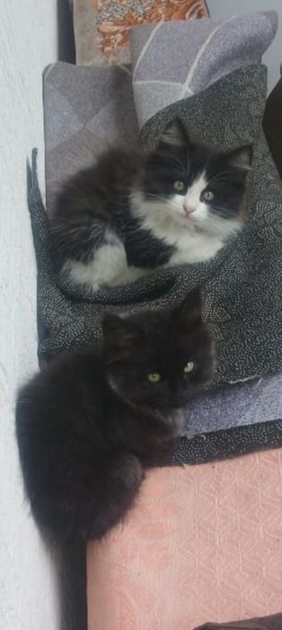 Одам котят в добрые руки