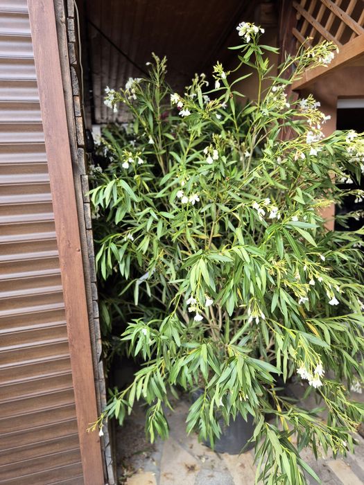Cedrus arțar japonez salcie Evudimus