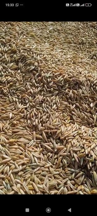 Зерносмесь с горохом 50/50