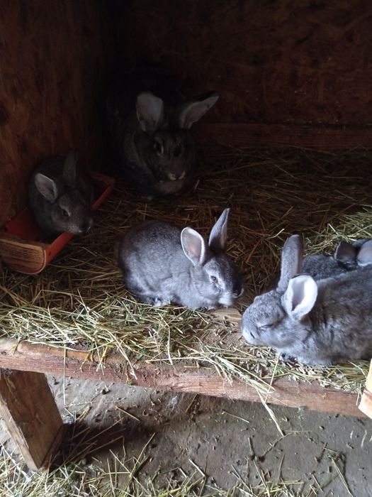 Iepuri chinchilla mare