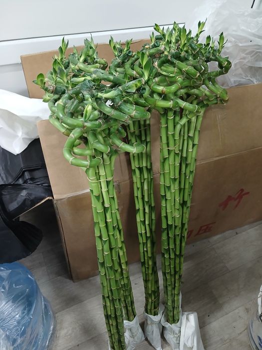 Бамбук . Цветы комнатные