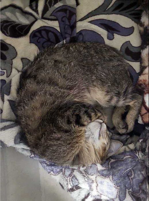 Котенок девочка 4 месяца