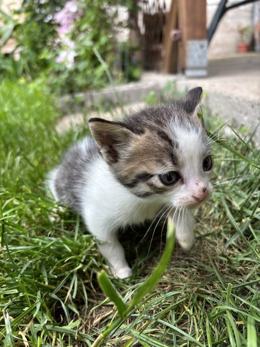 Подарявам малки котенца