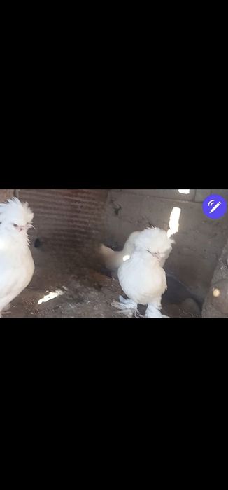 Карликовые куры Декоративные Султанки