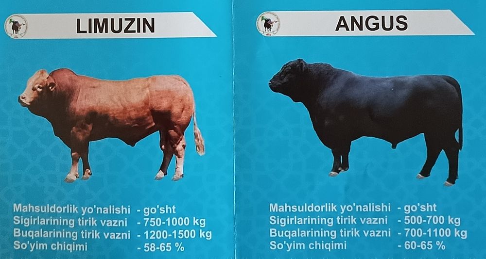 Suniy qochirish, faqat sigir va gʻunajinlarni.