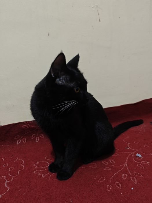 mushuk sotladi oʻgʻil mushuk