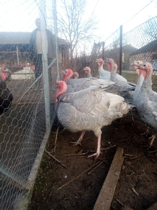 curci albastre si levanda