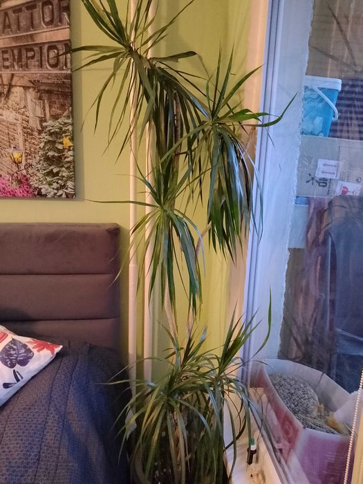 Продавам голяма палма драцена