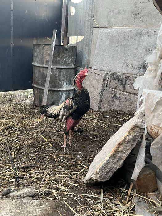 Продам петуха дакан