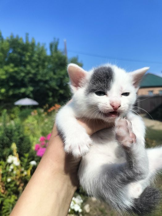 Отдам котят срочно в добрые руки