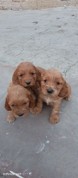 Angliski spanel bollari sotiladi zoti cizti