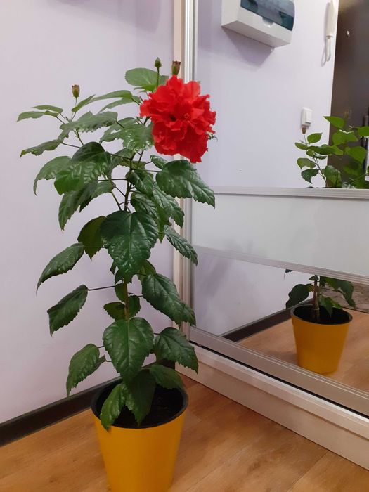 Продам комнатные цветы