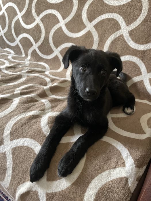 Щенок девочка 2,5 месяца