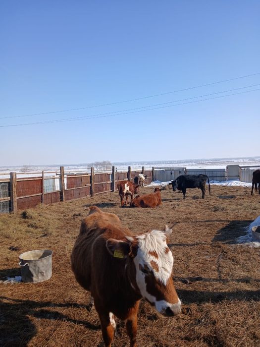 Продам бычка крупный, упитаный