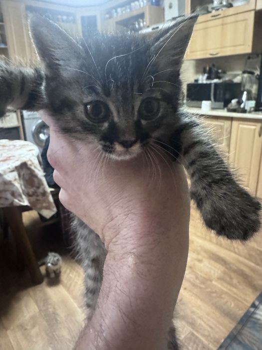 Котята, мальчик девочка