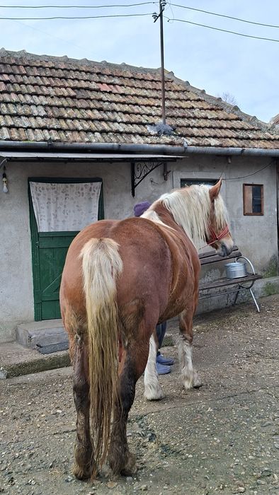 Iapă de vânzare de 5 ani