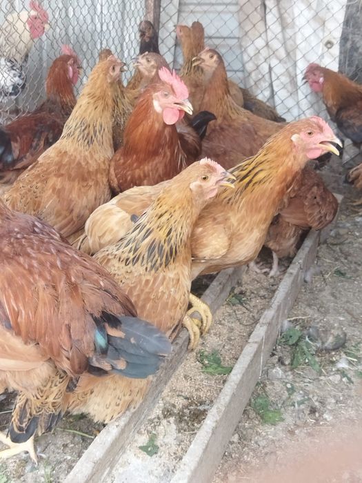 Продам куры домашние