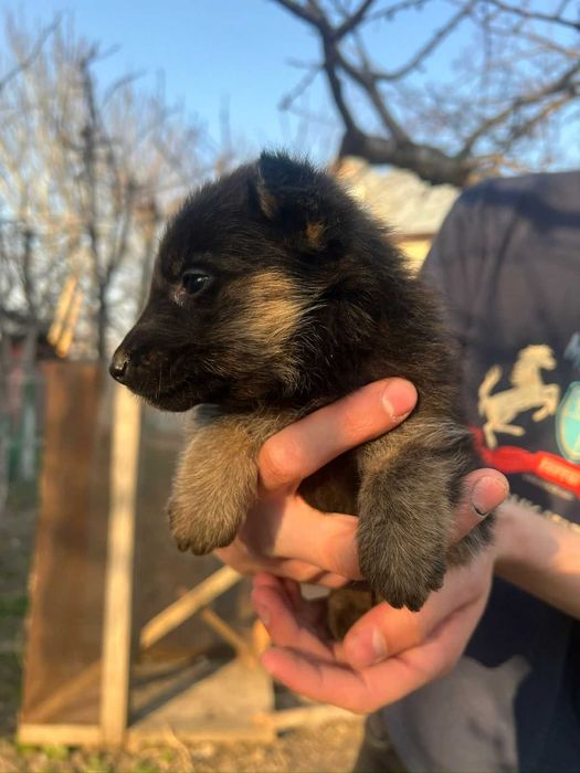 Щенки отдам бесплатно