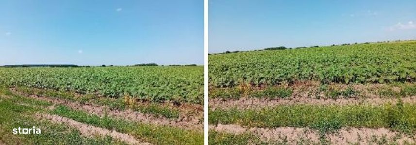 Teren extravilan Peris, ID: R3454860