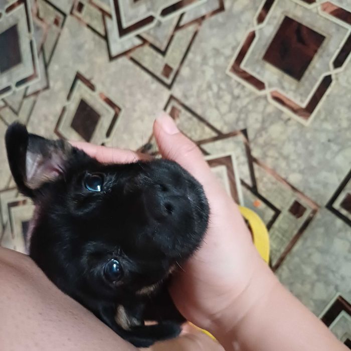 Даром щенок в добрые руки